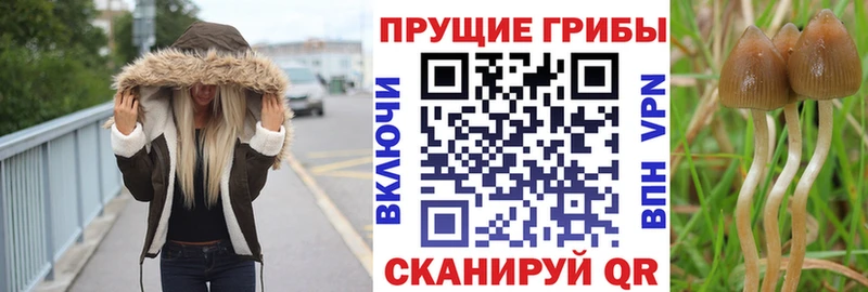 Галлюциногенные грибы GOLDEN TEACHER  как найти закладки  Североуральск 
